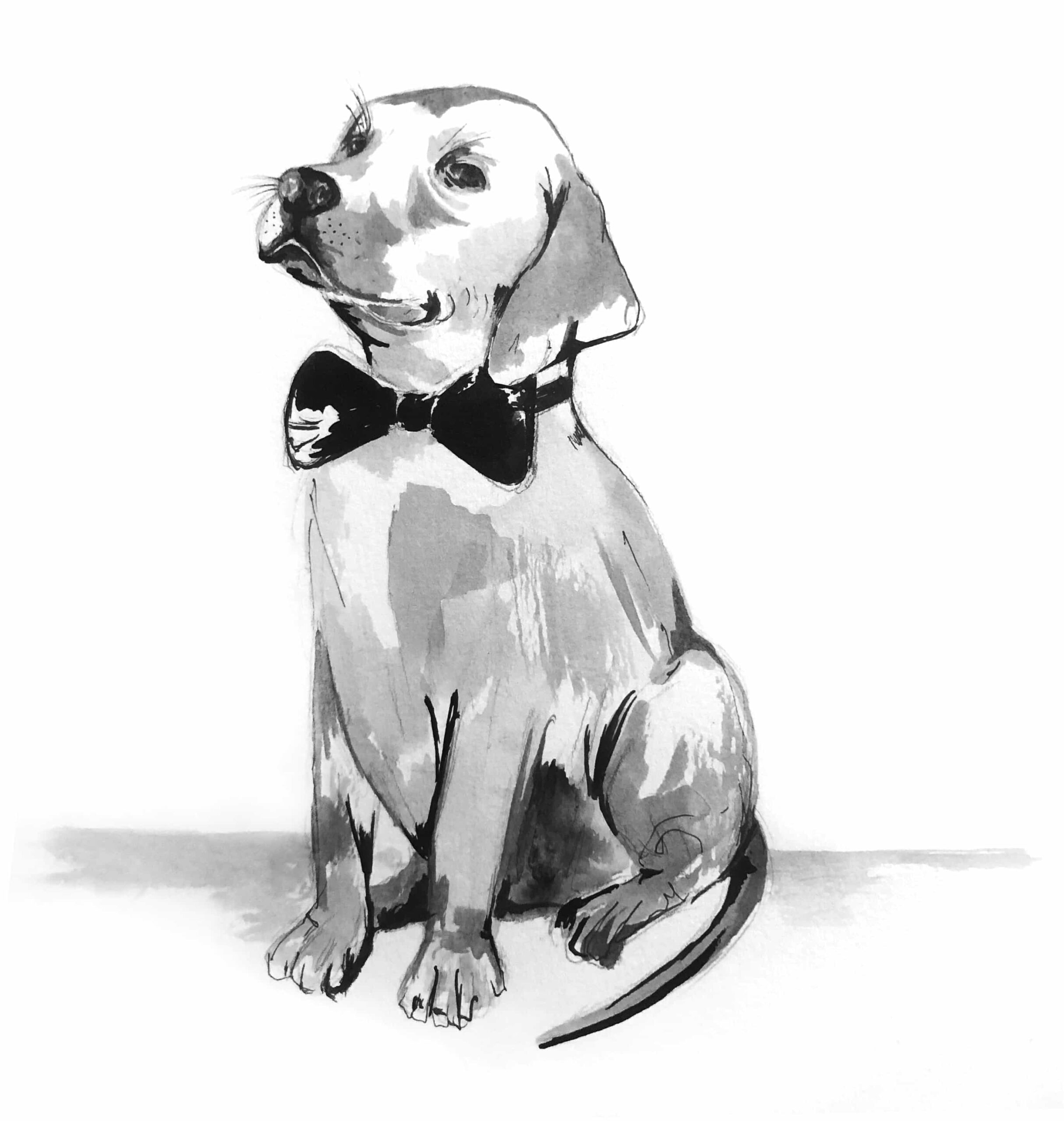 Ink illustration of a smartly groomed dog wearing a bow tie