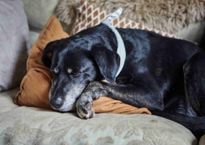 A senior black Labrador resting on cushions at the Country Dog Hotel