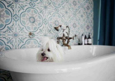 A small white dog in the spa bath at the Country Dog Hotel