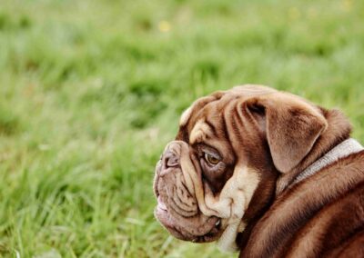 A Dogue de Bordeaux resting on the grass at the Country Dog Hotel