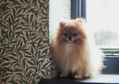 A Pomeranian sitting on a windowsill at the Country Dog Hotel