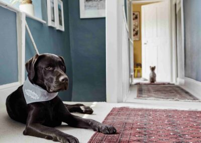A chocolate Labrador wearing a bandana in the hallway at the Country Dog Hotel
