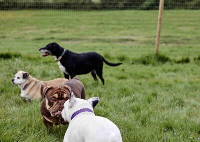 A group of dogs playing together in the field at the Country Dog Hotel