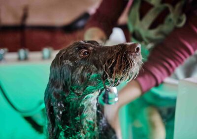A dog being bathed in the grooming spa at the Country Dog Hotel