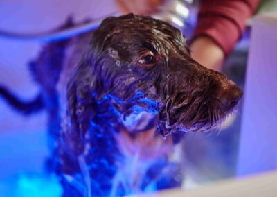 A dog under blue spa lighting during a treatment at the Country Dog Hotel