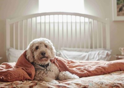 A cockapoo relaxing on a guest bed at the Country Dog Hotel